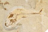 Cretaceous Predatory Fish (Eurypholis) Fossil - Hakel, Lebanon #200283-2